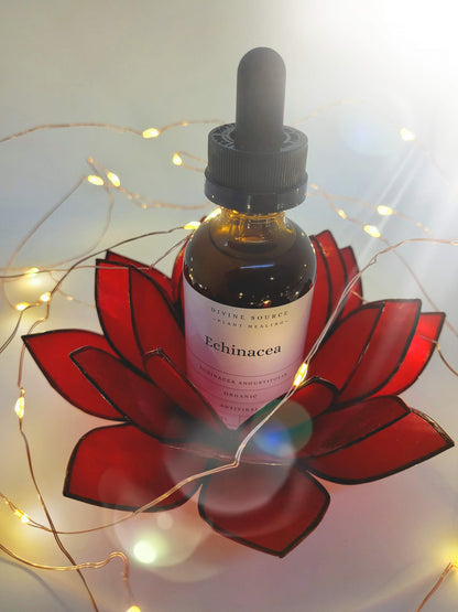 Echinacea Tincture - Organic