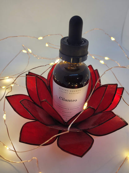 Cilantro Tincture - Organic